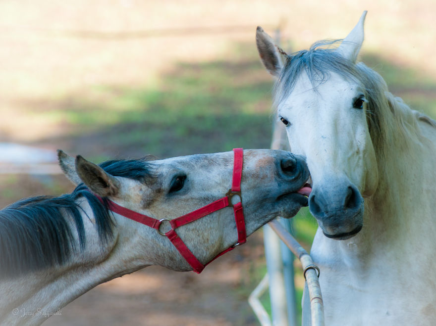 I Photograph Horses Showing Their Mutual Bond