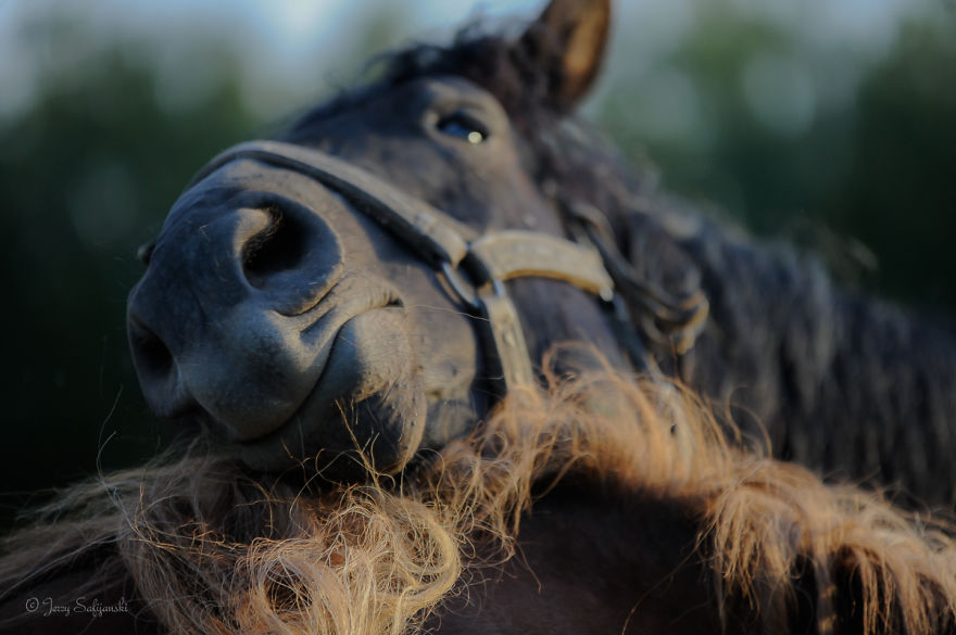 I Photograph Horses Showing Their Mutual Bond