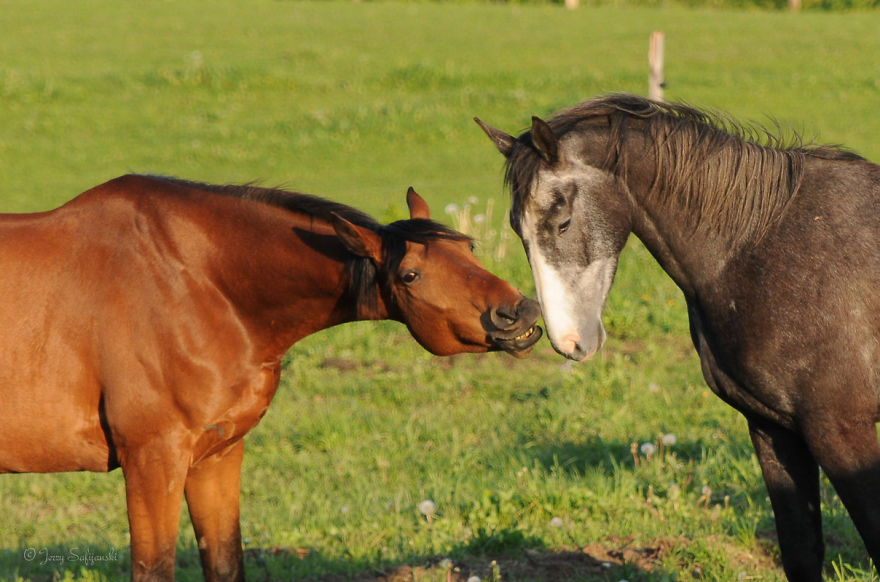 I Photograph Horses Showing Their Mutual Bond