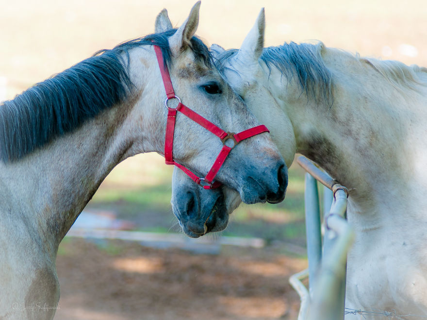 I Photograph Horses Showing Their Mutual Bond