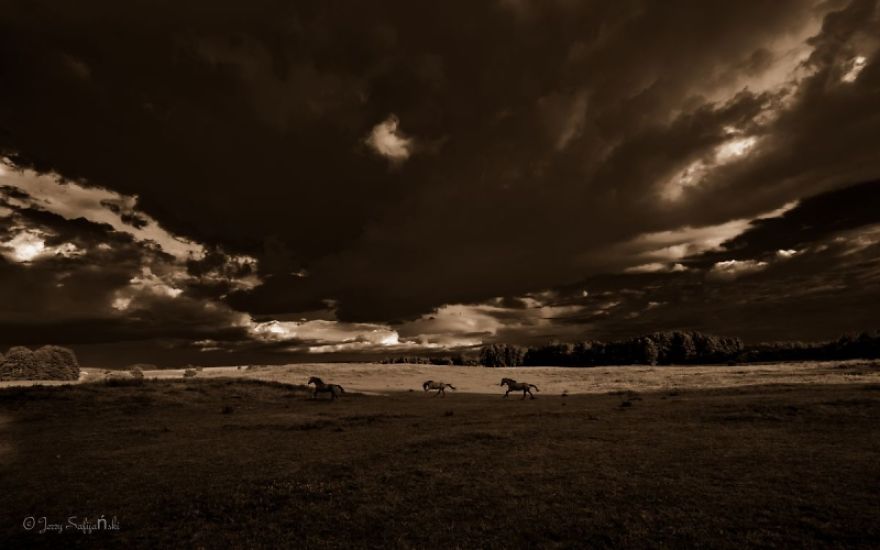 I Photograph Horses Showing Their Mutual Bond