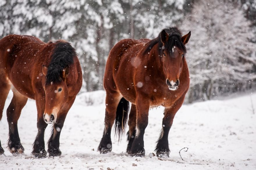 I Photograph Horses Showing Their Mutual Bond