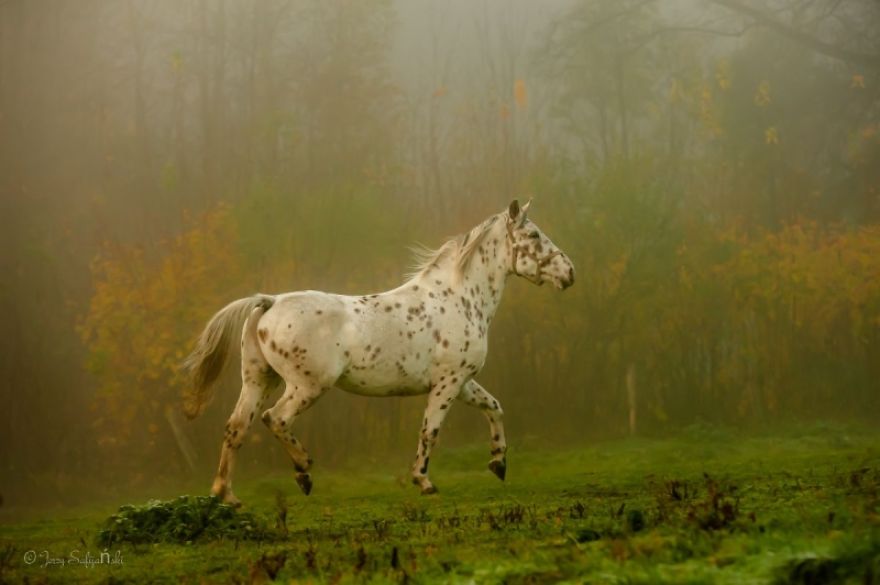 I Photograph Horses Showing Their Mutual Bond