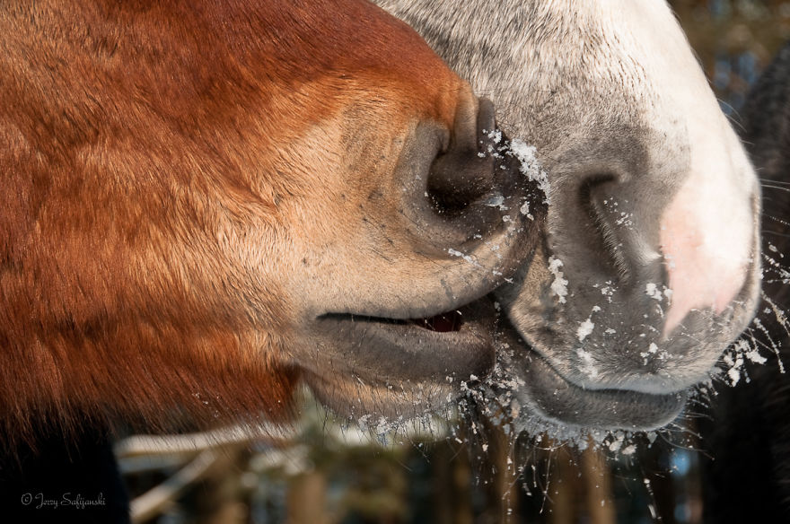 I Photograph Horses Showing Their Mutual Bond