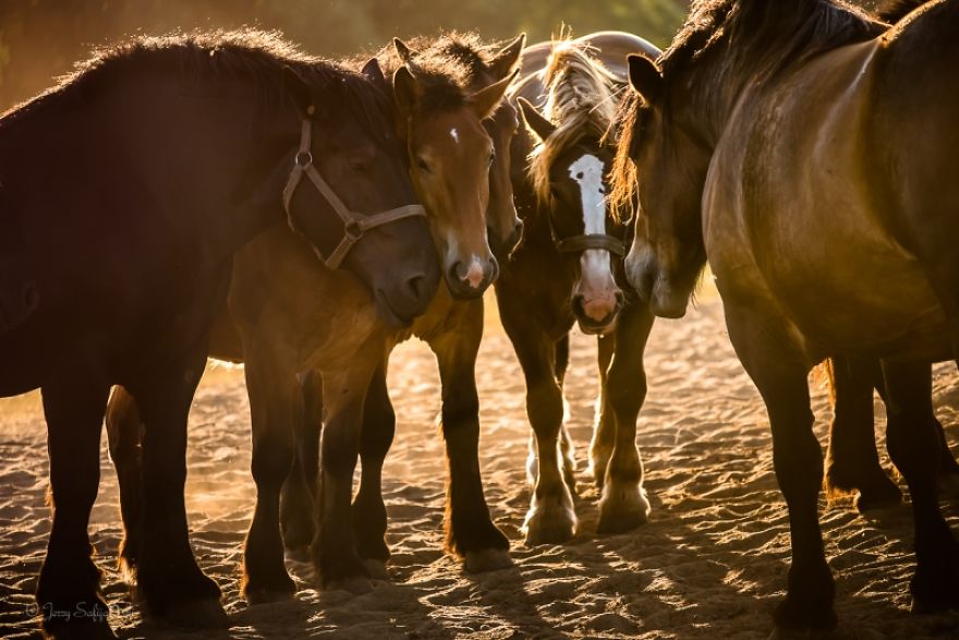 I Photograph Horses Showing Their Mutual Bond