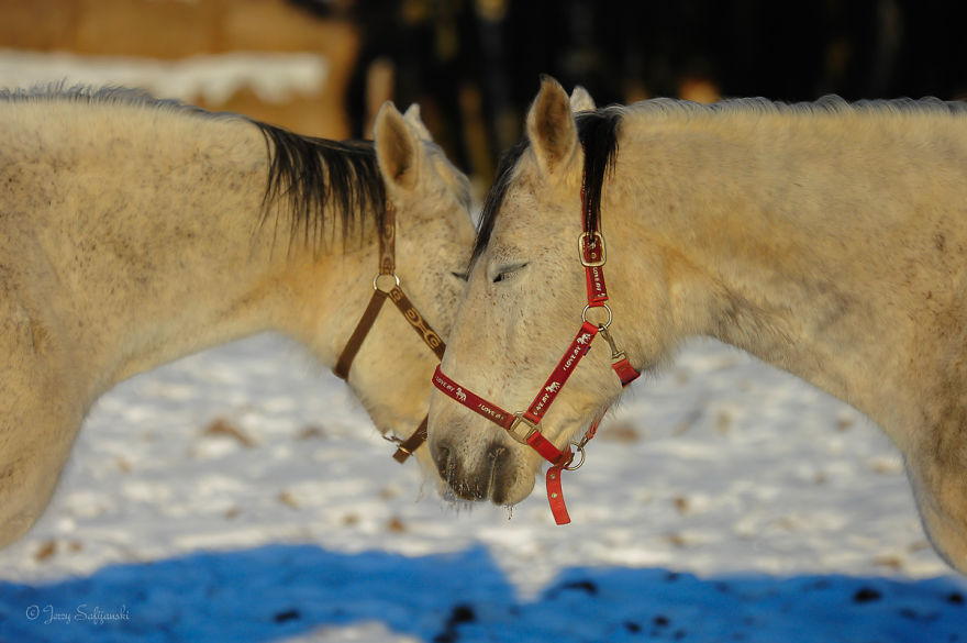 I Photograph Horses Showing Their Mutual Bond