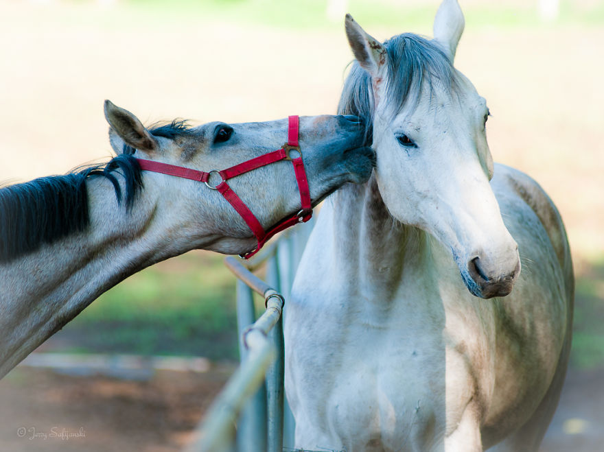 I Photograph Horses Showing Their Mutual Bond