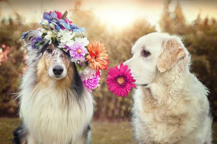 I Photograph My Dogs Enjoying Spring Time