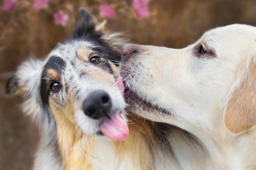 I Photograph My Dogs Enjoying Spring Time