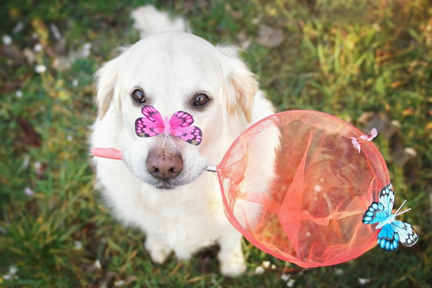 I Photograph My Dogs Enjoying Spring Time