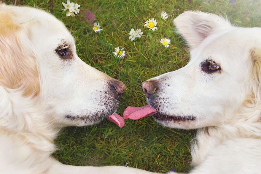 I Photograph My Dogs Enjoying Spring Time