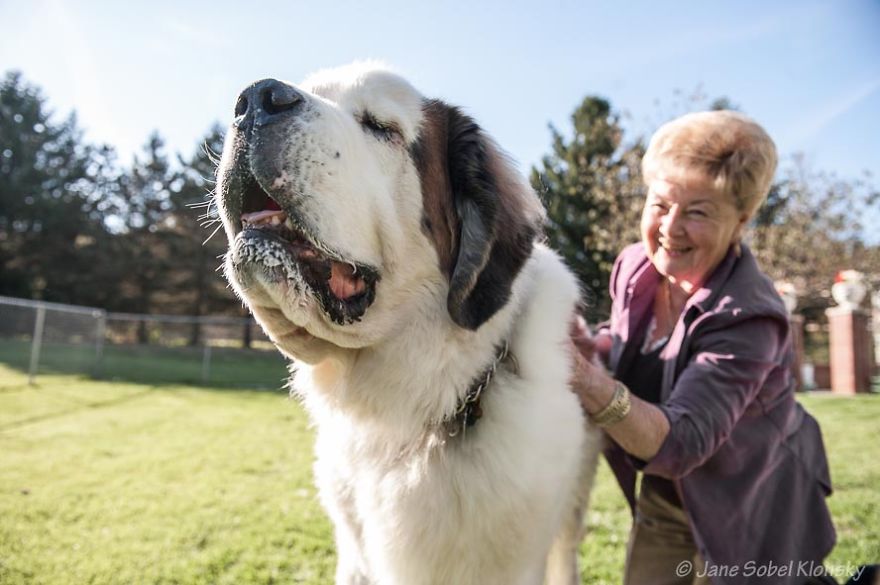 I Photograph The Special Bond Between Old Dogs And The People Who Love Them