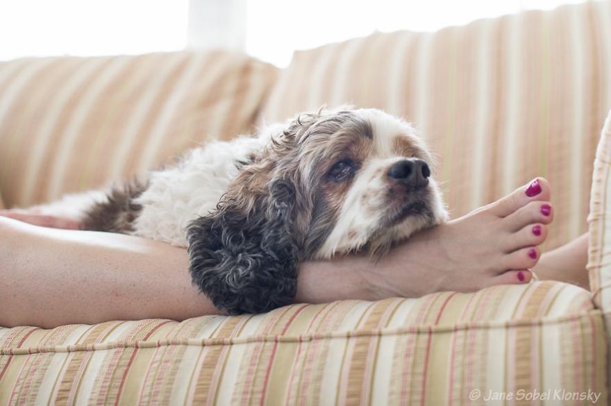 I Photograph The Special Bond Between Old Dogs And The People Who Love Them