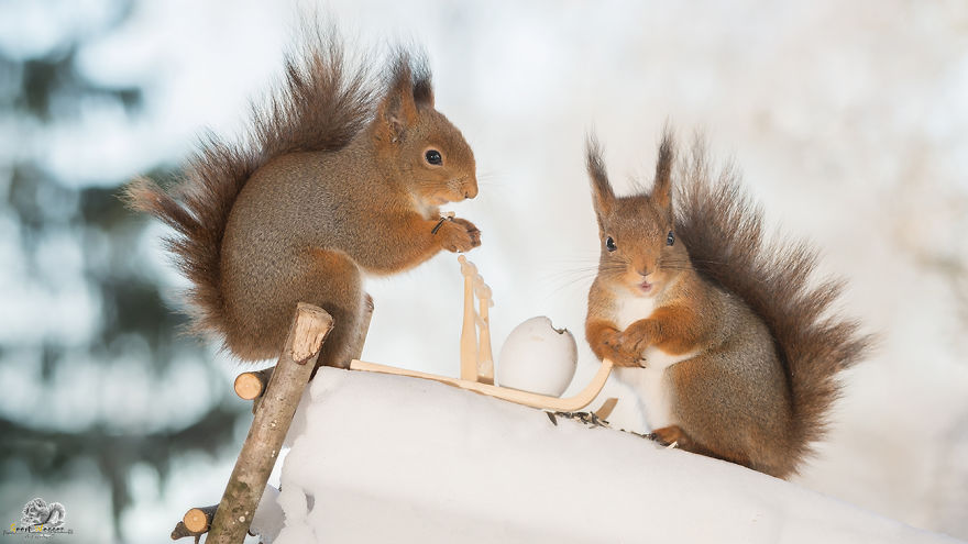 I Photographed Wild Red Squirrels Celebrating Easter I Photographed Wild Red Squirrels Celebrating Easter