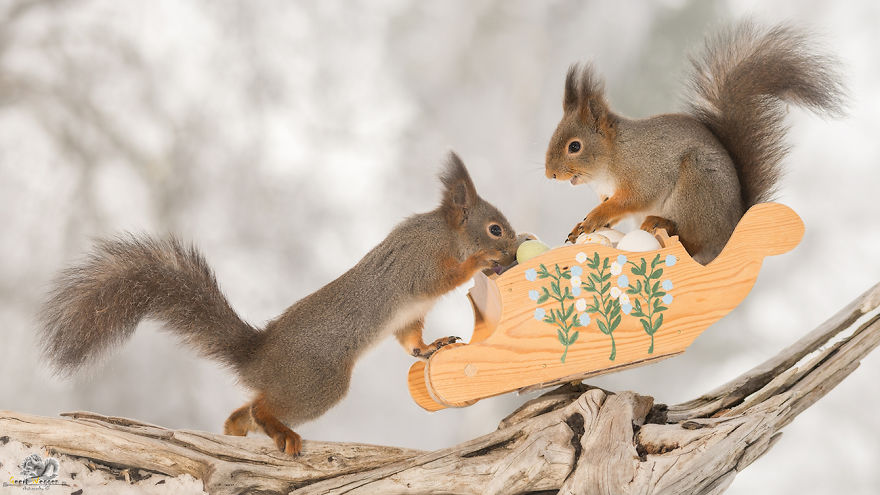 I Photographed Wild Red Squirrels Celebrating Easter I Photographed Wild Red Squirrels Celebrating Easter