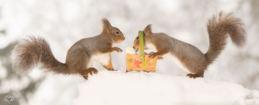 I Photographed Wild Red Squirrels Celebrating Easter