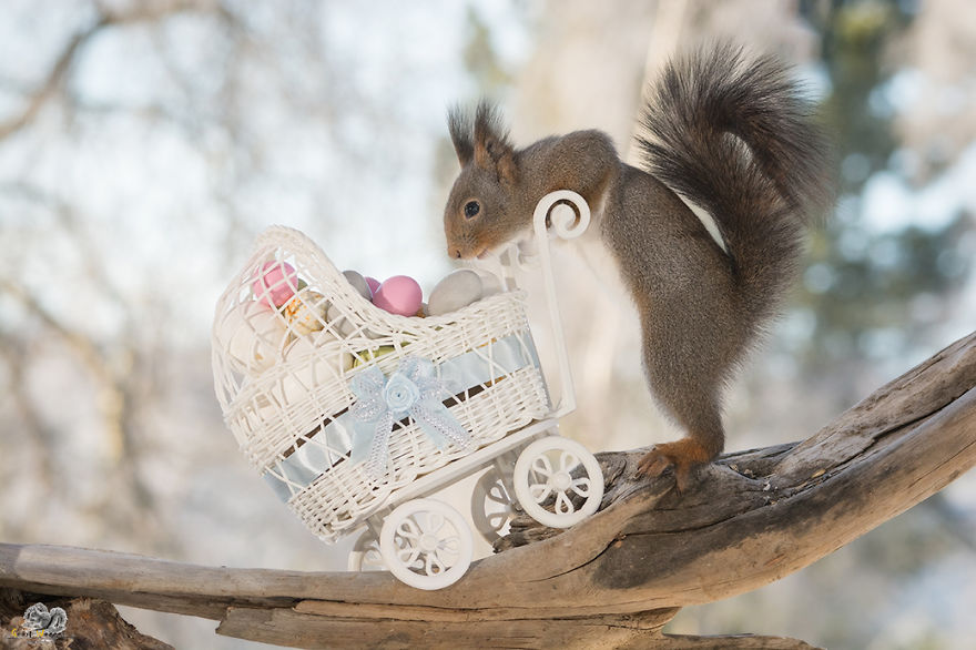 I Photographed Wild Red Squirrels Celebrating Easter