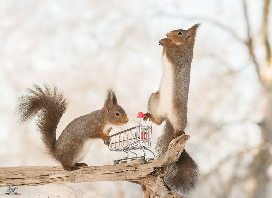 I Photographed Wild Red Squirrels Celebrating Easter