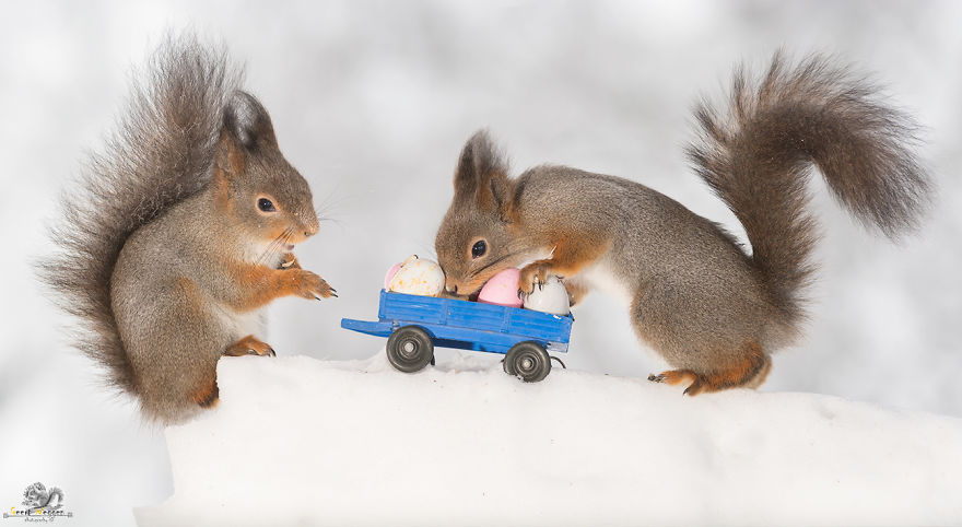 I Photographed Wild Red Squirrels Celebrating Easter I Photographed Wild Red Squirrels Celebrating Easter