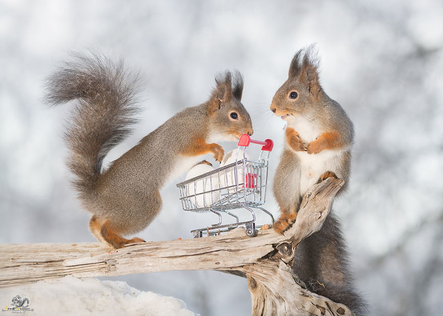I Photographed Wild Red Squirrels Celebrating Easter I Photographed Wild Red Squirrels Celebrating Easter