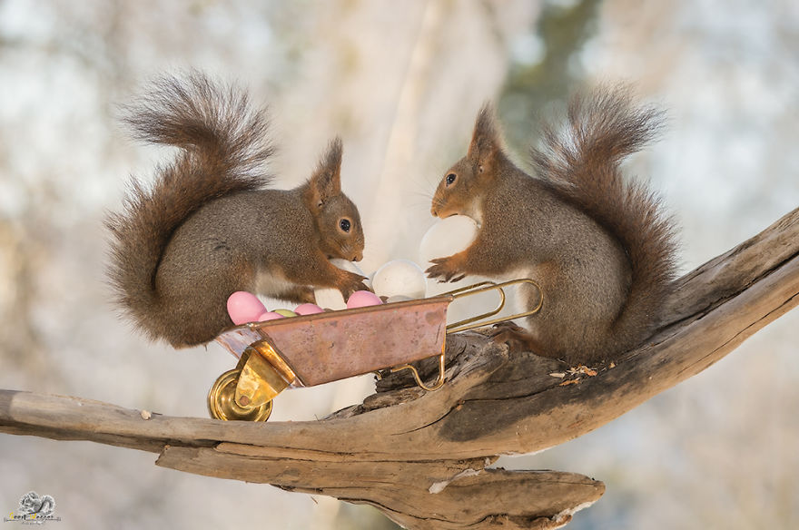 I Photographed Wild Red Squirrels Celebrating Easter