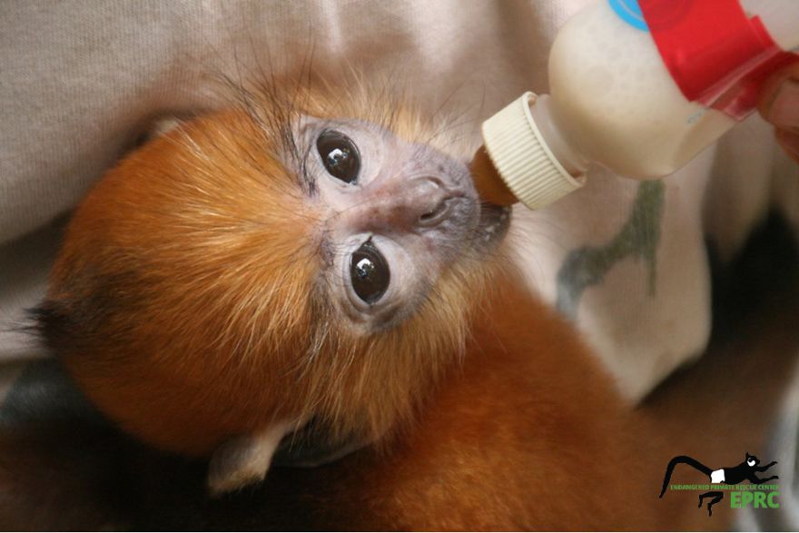 I Took Photos Of Gorgeous Baby Primates To Spread The Word About Their Endangerment I Took Photos Of Gorgeous Baby Primates To Spread The Word About Their Endangerment