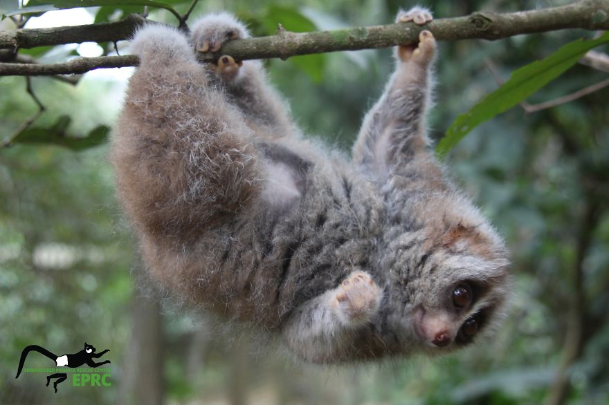 I Took Photos Of Gorgeous Baby Primates To Spread The Word About Their Endangerment I Took Photos Of Gorgeous Baby Primates To Spread The Word About Their Endangerment