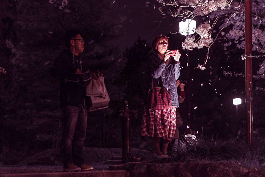 I Traveled To Japan And Photographed The Cherry Blossoms