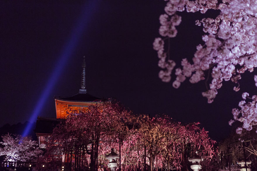 I Traveled To Japan And Photographed The Cherry Blossoms I Traveled To Japan And Photographed The Cherry Blossoms