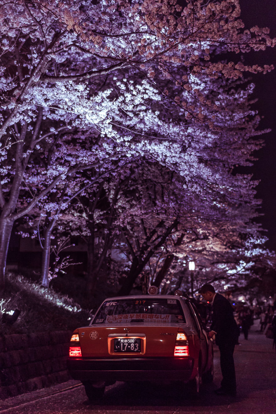 I Traveled To Japan And Photographed The Cherry Blossoms