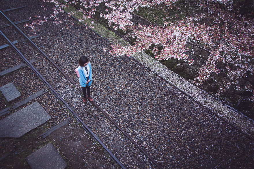 I Traveled To Japan And Photographed The Cherry Blossoms I Traveled To Japan And Photographed The Cherry Blossoms