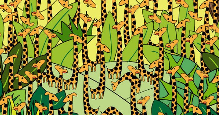 Can You Find The Snake In This Herd Of Giraffes?