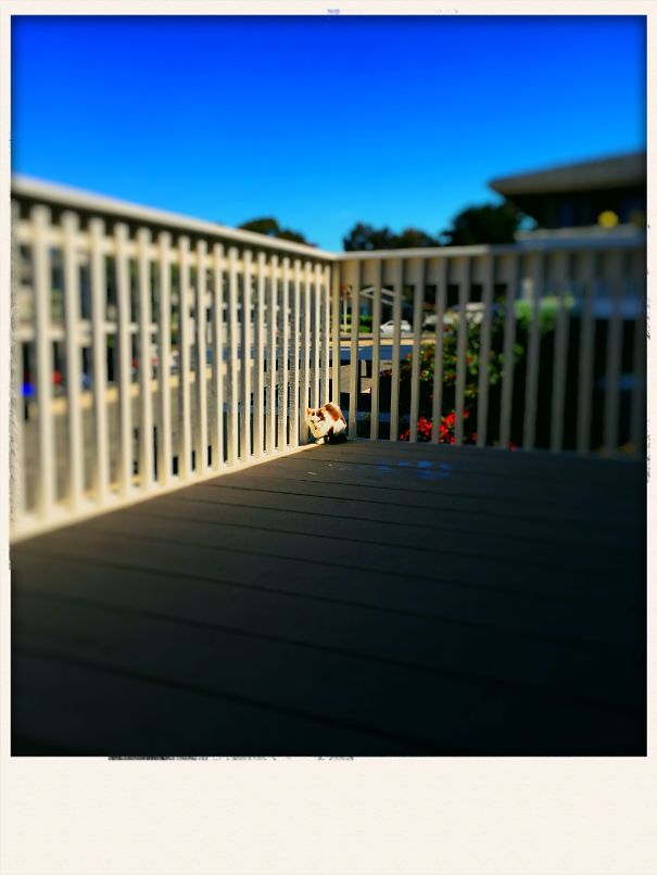 She Waited For The Sun Every Day.