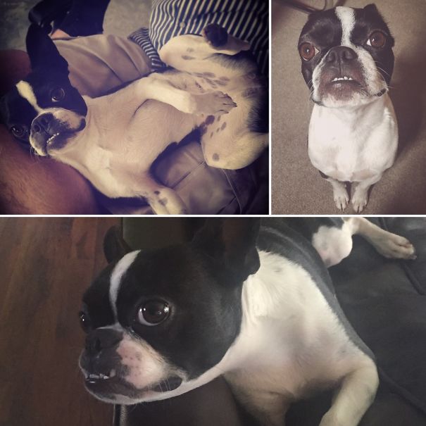 My Babaganoosh - No Better Love Than That Of A Boston Terrier Xx