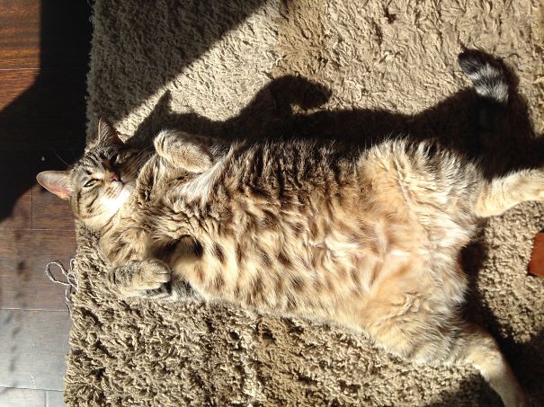 Sun Goddess Glameow