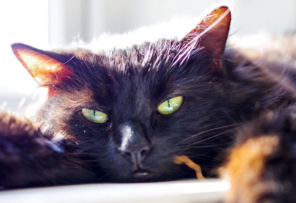 Mindi On The Windowsill In The Sun.