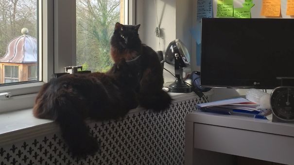Monty And Mindi Hanging Out On The Radiators