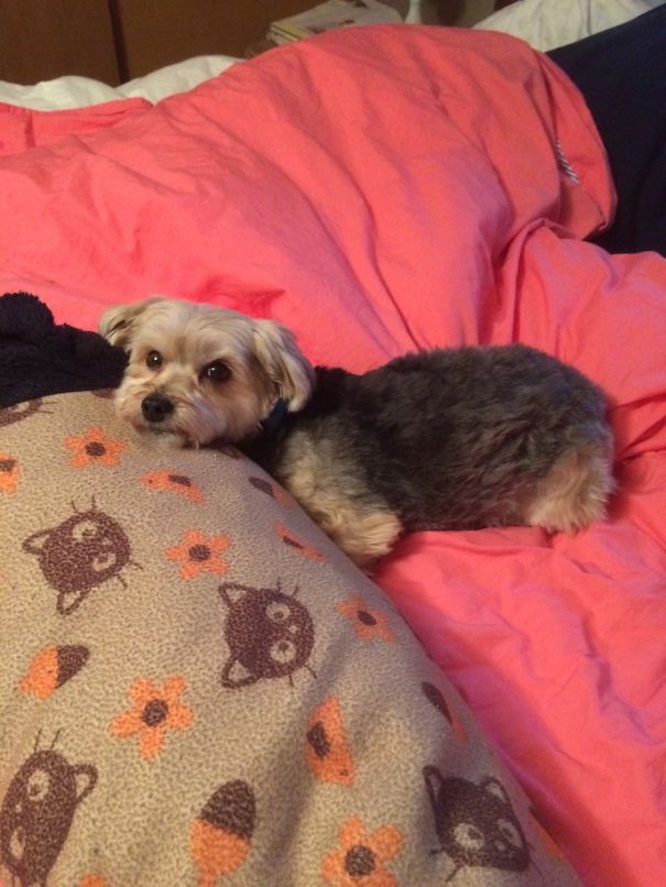 My Rescue Morkie Nugget