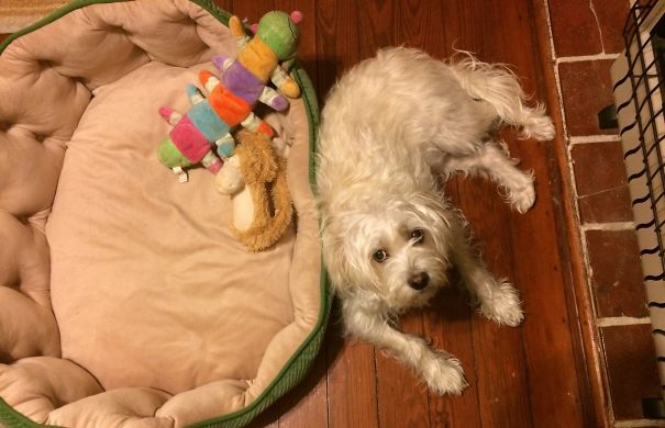 Dogs Are Assholes, Too