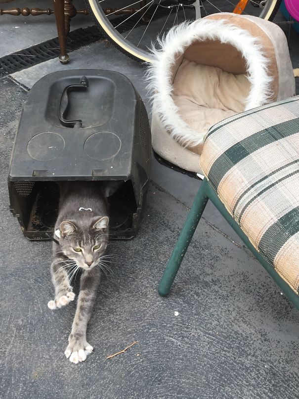 Apparently The Grass Catchy Is Much More Comfy