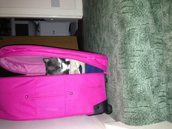 Can I Come On Holiday Too?