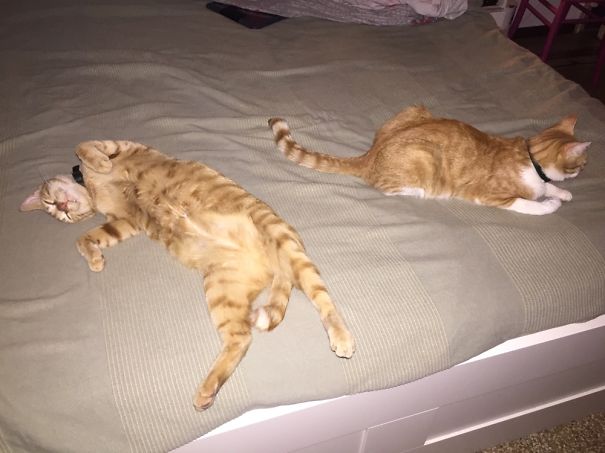 The Bed Is The Best. End Of The Story!