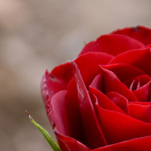 elizabethon24 avatar