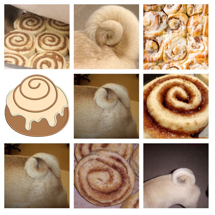 Pug Tail Or Cinnamon Bun?