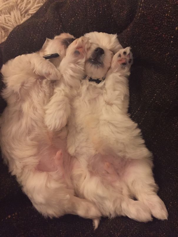 Inseparable And (still) Sooo Sleepy Puppies