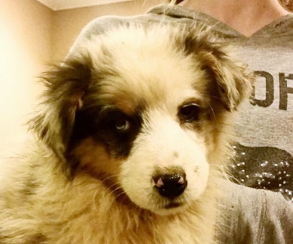 Australian Shepherd Pup