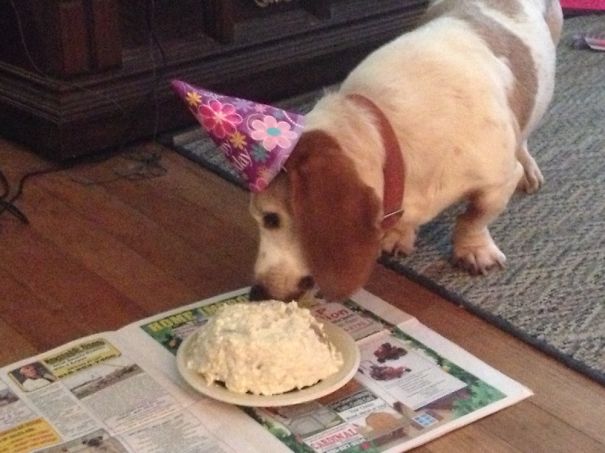 Buford Enjoying His Birthday