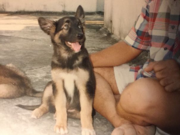 This Is My Mom's And Uncle's Dog. He Felt Like Doge Here.