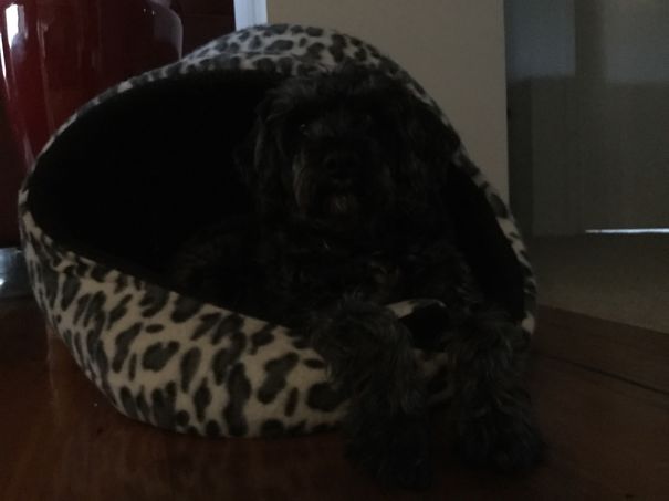 My Dog Isn't Biting Another Dogs Ear Or Wearing A