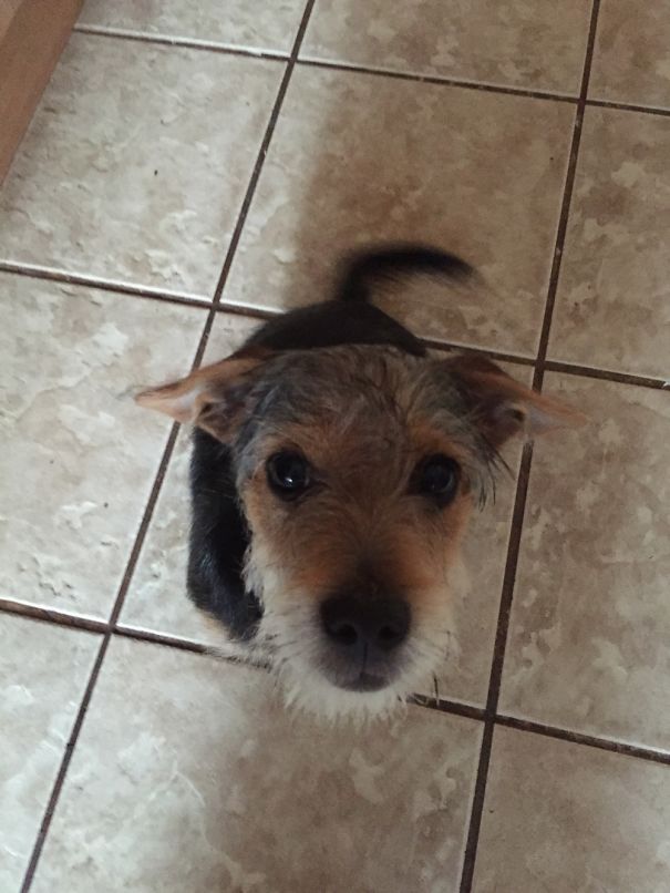 Mort My Yorkie Jack Russell Cross